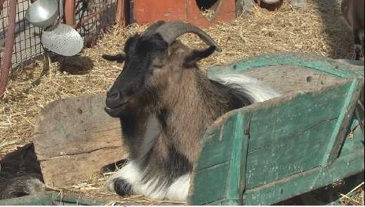 LA FERME DE SAINT TROPEZ 2010