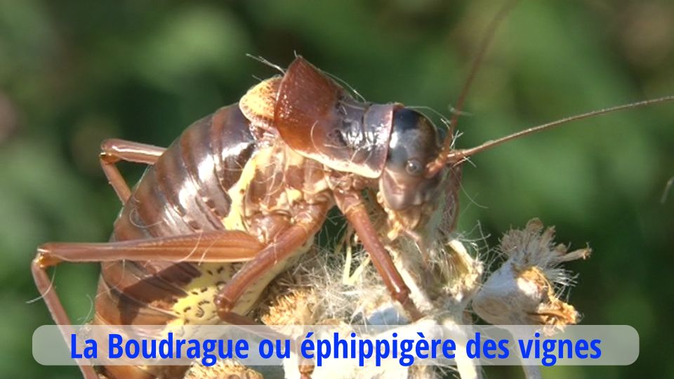 LES BOUDRAGUES DE MON JARDIN