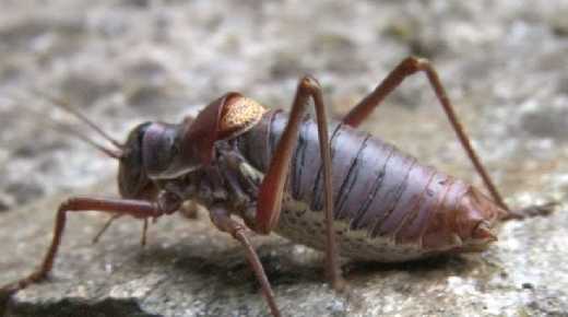LES BOUDRAGUES DE MON JARDIN