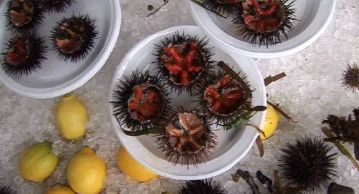 SAINTE MAXIME INAUGURATION DE L ETAL DES PECHEURS ET OURSINADE