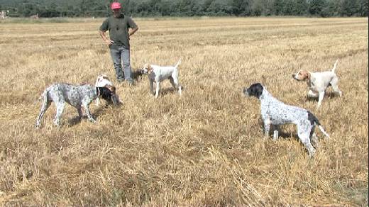 HORS CONCOURS ET EN DEMONSTRATION DES CHIENS DE CHASSE DE RACE « POINTERS » 2012.