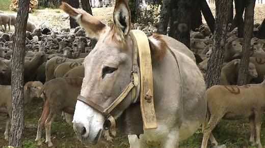 FETE DE LA TRANSHUMANCE A MONTAUROUX