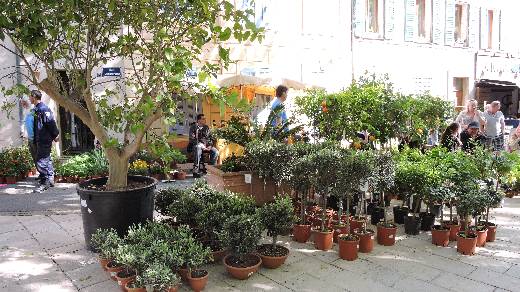 LE PLAN DE LA TOUR - FOIRE AUX PLANTS