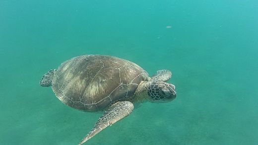 NAGE AVEC LES TORTUES