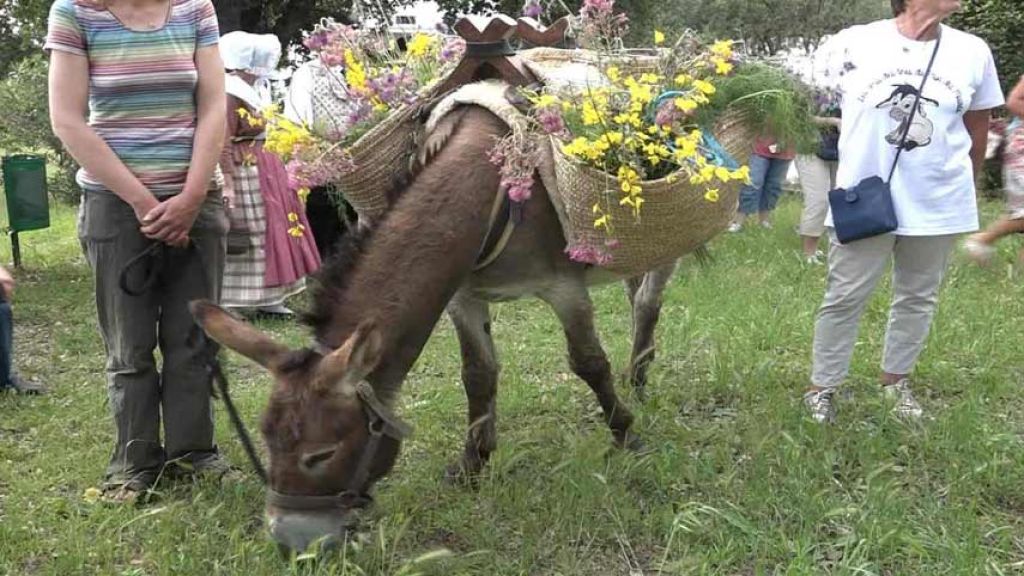FETE DE L'ANE LE PLANT DE LA TOUR