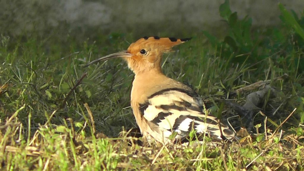 les animaux de mon jardin