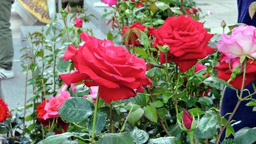 LE PLAN DE LA TOUR FOIRE AUX PLANTS