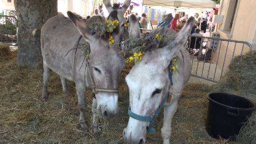 FETE DE L'ANE PLAN DE LA TOUR 2015